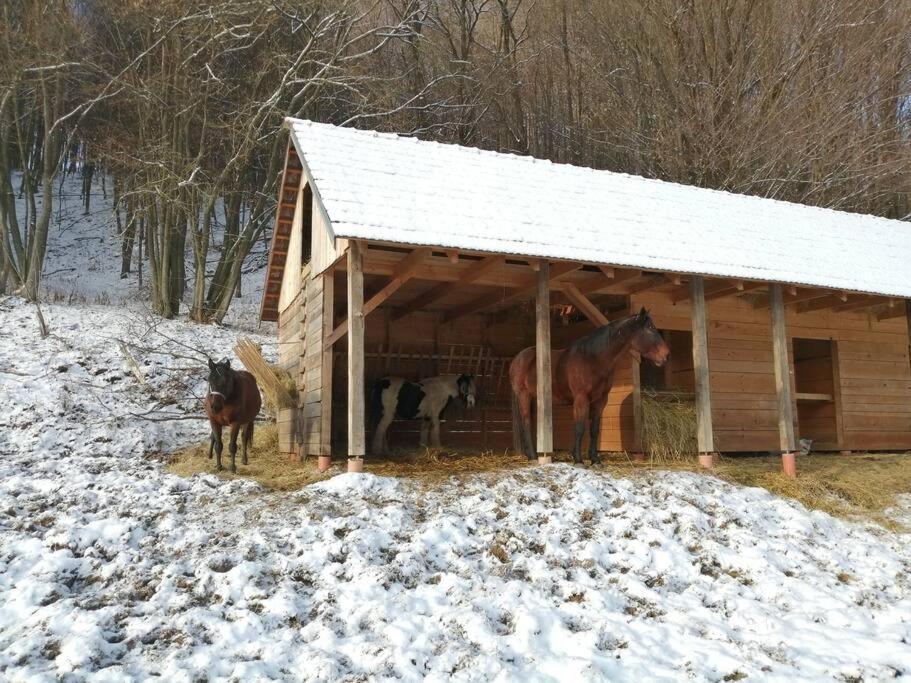 Oddychovy Pobyt Na Rodinnej Farme Matiaska Luaran gambar