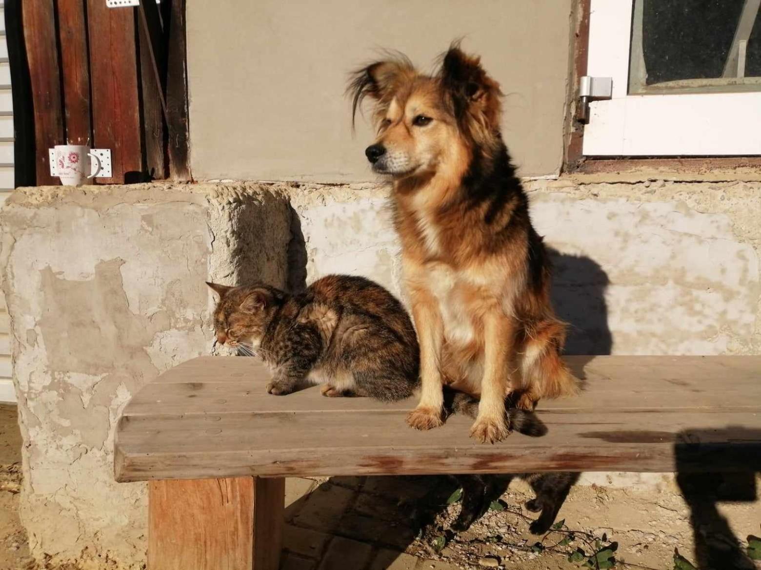 Oddychovy Pobyt Na Rodinnej Farme Matiaska Luaran gambar